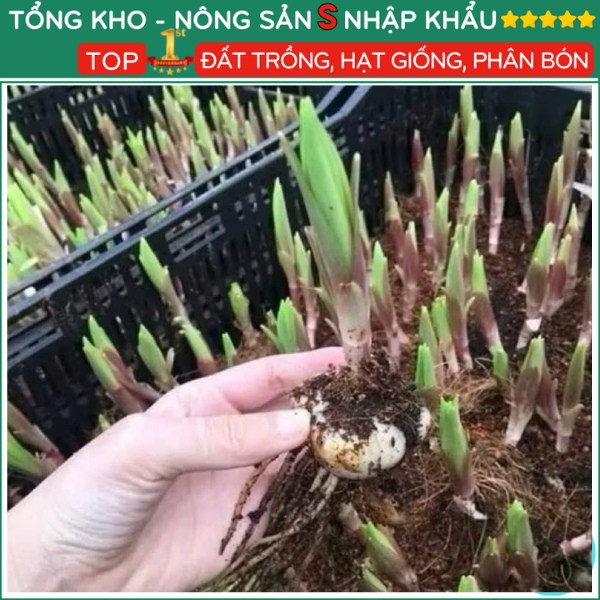 Set 10 Củ Ly Cao Thơm Nhập Khẩu Hà Lan - Mix đủ màu sắc, hoa nở 5 - 7 Tai hoa cực đẹp tặng hạt giống