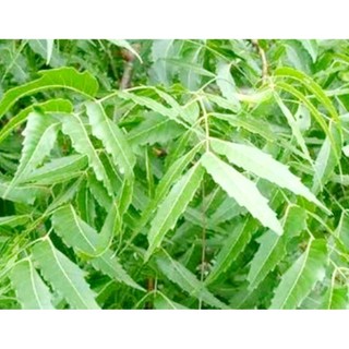 Lá sầu Đâu (lá xoang) Tươi 1kg. tắm ghẻ ngứa