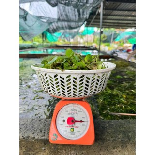 BÈO NHẬT THỦY SINH