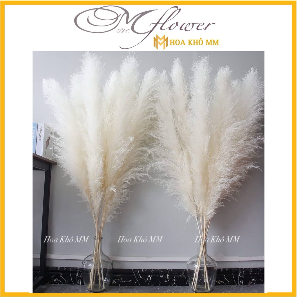  Cành cỏ lau xù Pampass Grass🌸 Hoa bông lau khô trang trí cửa hàng vintage 