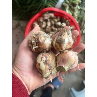 Hành củ muối, hành dưa muối,  hành củ Kinh Môn cắt gọn gàng để muối ăn Tết
