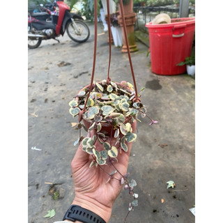 Chậu string of heart - Chuỗi dây tim