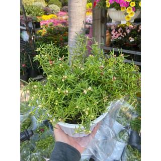 Hoa mười giờ Thái mix nhiều màu