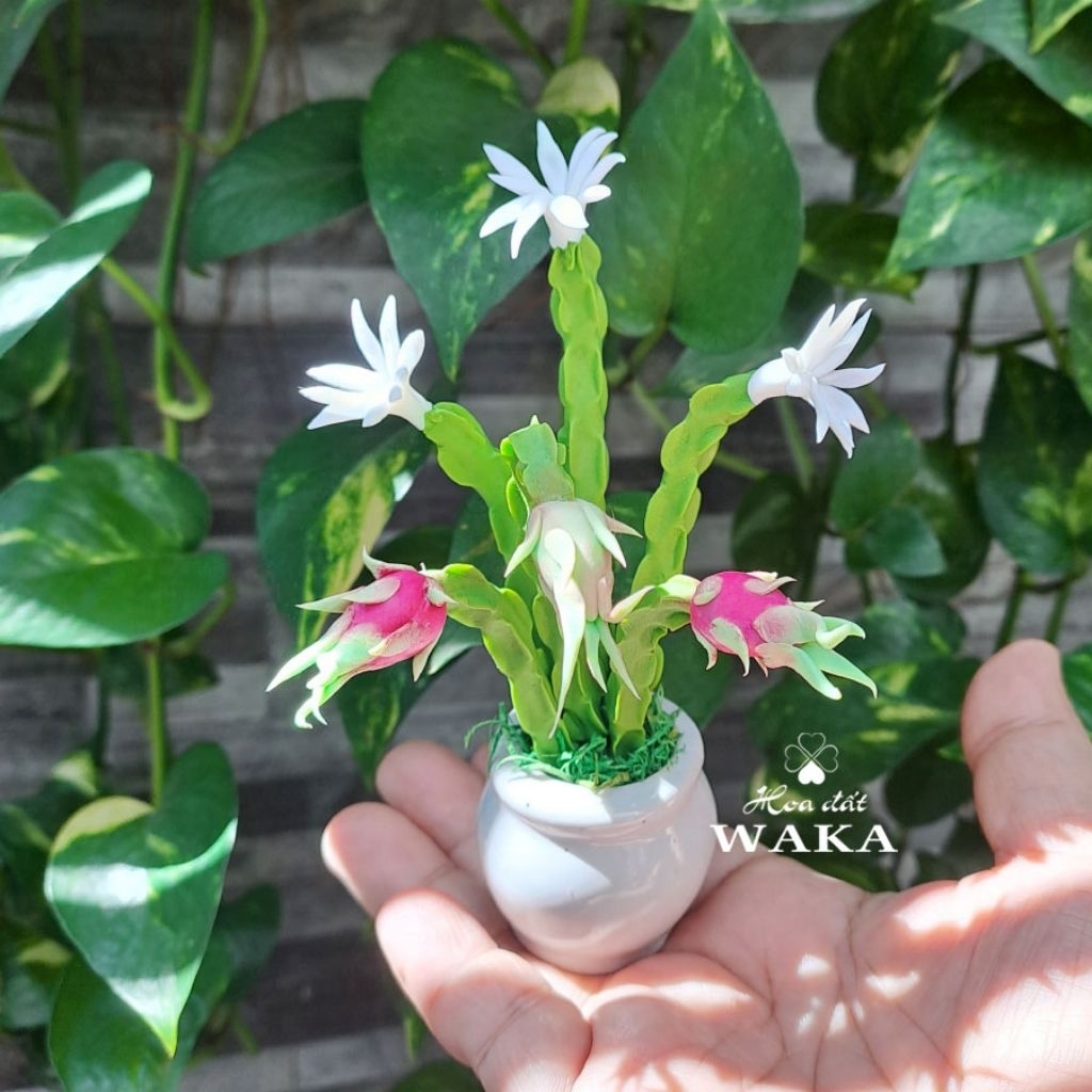 Hoa Đất Sét Mini- Cây Thanh Long 12cm