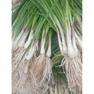 1kg kiệu lá quế tươi/đặt sản Huế/