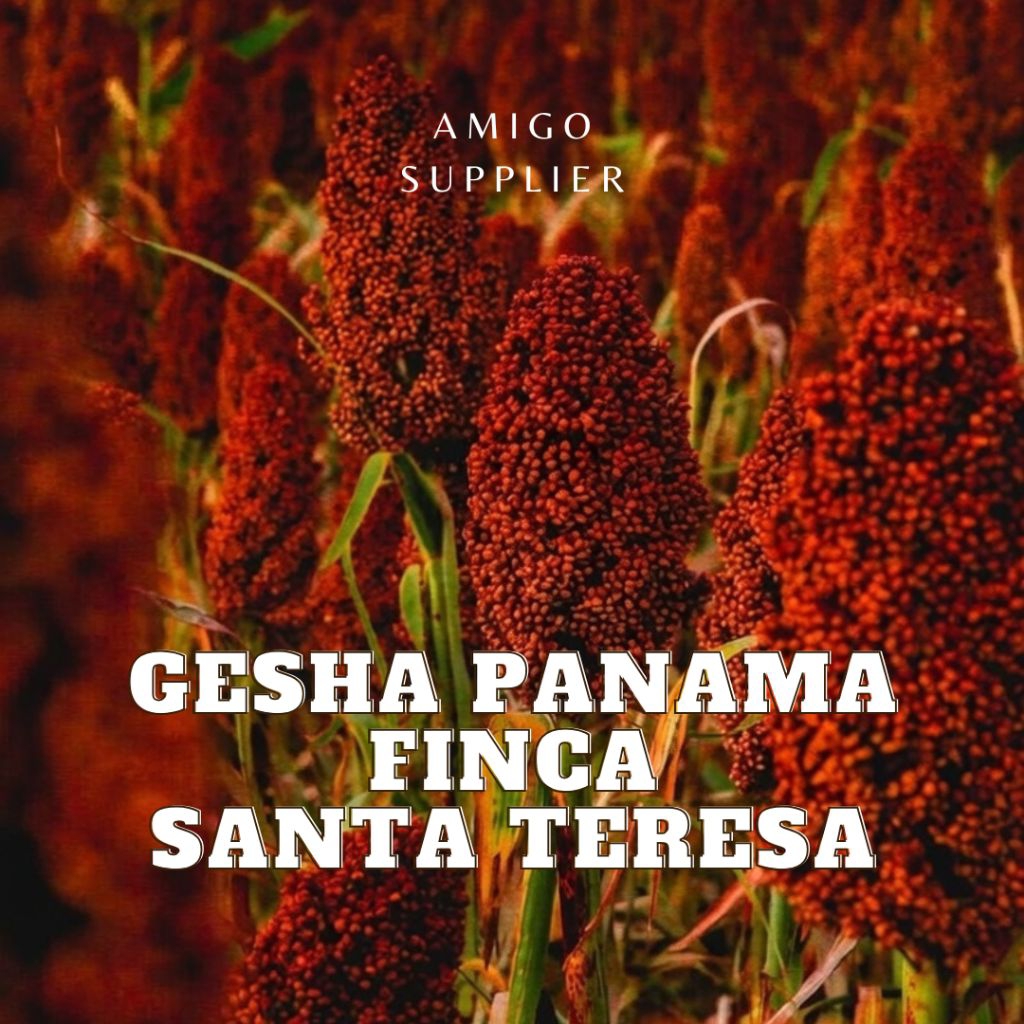 [ĐỌC KỸ TRƯỚC KHI MUA] hạt rang cà phê gesha finca Santa Teresa Panama