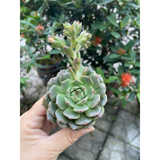 Sen đá rubi dẹp