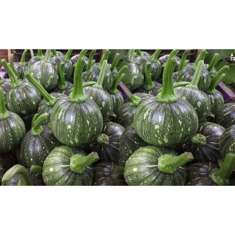 Hạt giống Bí ăn non lai F1-Fresh Ball 223-0.8Gr