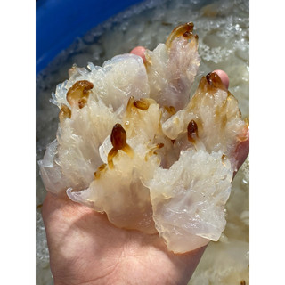 Sứa Chân Ăn Liền 1kg (không mặn)