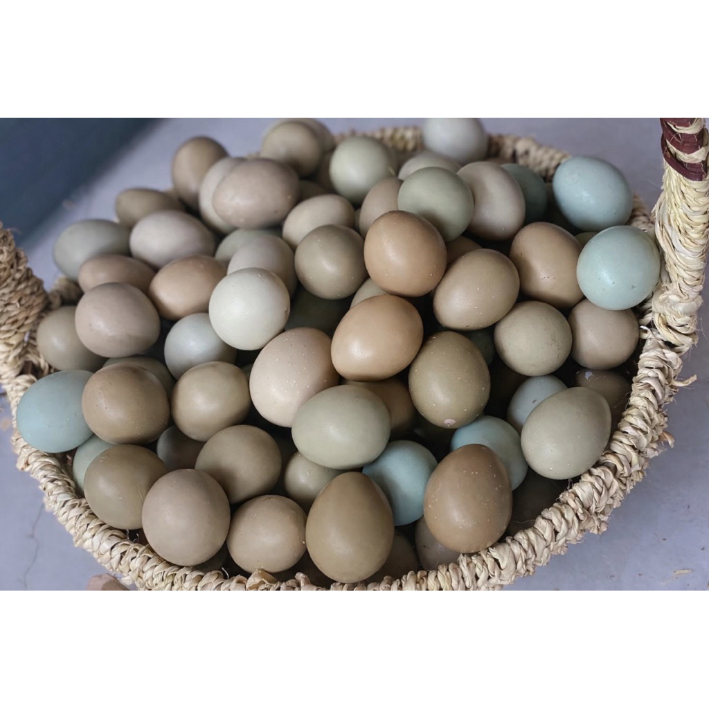 Đóng Hộp 20 Trứng Chim Trĩ Xanh Đỏ Trứng Loại  Nhỏ - Chim Trĩ Chăn Nuôi Tại Nhà - Hàng Mới