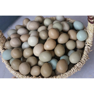 Đóng Hộp 20 Trứng Chim Trĩ Xanh Đỏ Trứng Loại  Nhỏ - Chim Trĩ Chăn Nuôi Tại Nhà - Hàng Mới