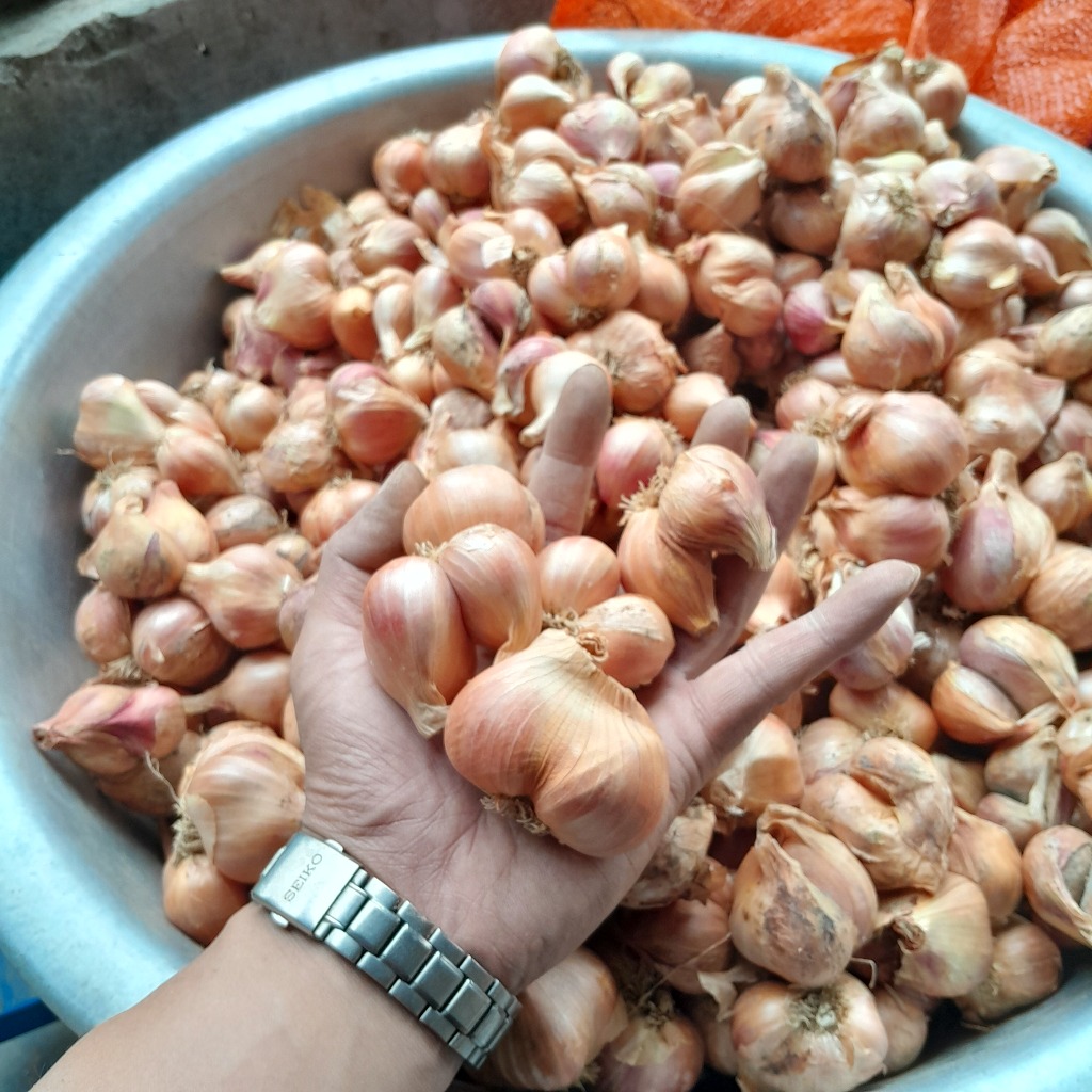 Hành Bắc khô loại 1 đã chọn lọc Hải Dương