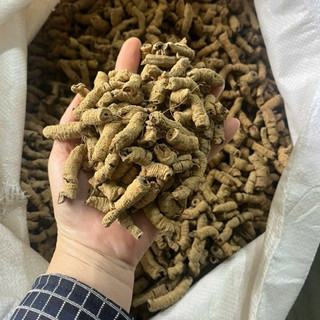 1Kg Củ Ba Kích Tím Khô (Đã Bỏ Lõi) Hỗ Trợ Tăng Cường Sinh Lực, Ngâm Tửu Bồi Bổ Cơ Thể, Dùng Làm Trà