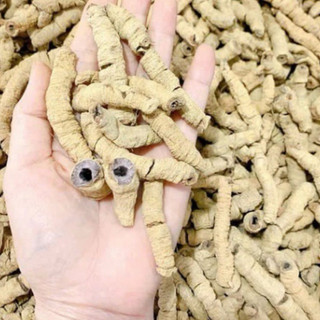 1Kg Củ Ba Kích Tím Khô (Đã Bỏ Lõi) Hỗ Trợ Tăng Cường Sinh Lực, Ngâm Tửu Bồi Bổ Cơ Thể, Dùng Làm Trà