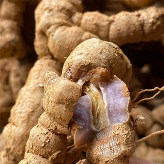 1Kg Củ Ba Kích Tím Khô (Đã Bỏ Lõi) Hỗ Trợ Tăng Cường Sinh Lực, Ngâm Tửu Bồi Bổ Cơ Thể, Dùng Làm Trà
