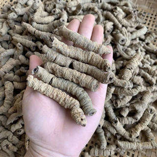 1Kg Củ Ba Kích Tím Khô (Đã Bỏ Lõi) Hỗ Trợ Tăng Cường Sinh Lực, Ngâm Tửu Bồi Bổ Cơ Thể, Dùng Làm Trà