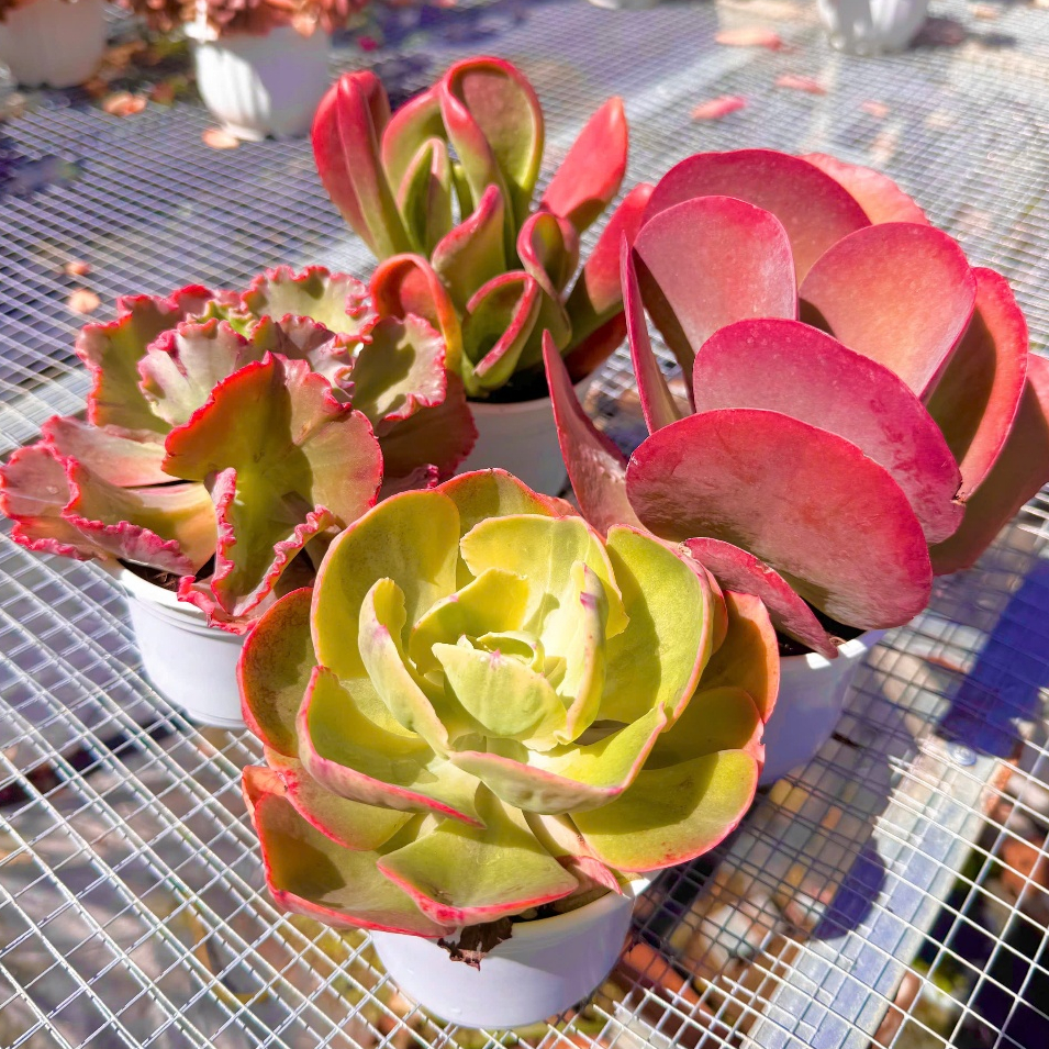 Combo 4 Chậu Sen Đá Cánh Bướm Đỏ Size Trung 10-12cm Full Nắng Mưa Lên Màu Rực Rỡ, Sen Đá PANDAA GARD