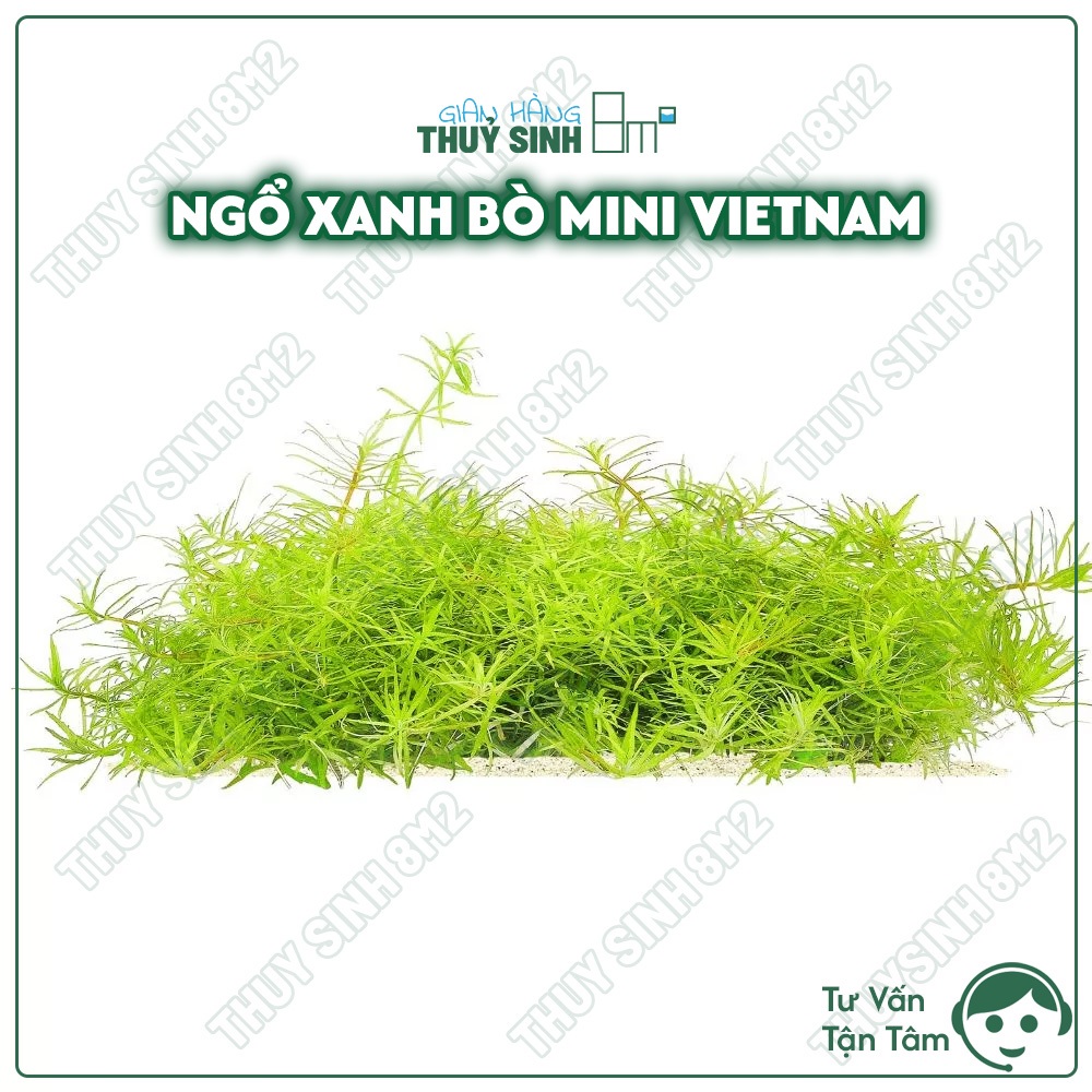 (Mới) Ngổ Xanh Bò Mini Việt Nam | Cây Thuỷ Sinh Trải Nền, Tiền Cảnh, Cắt Cắm | 8m2