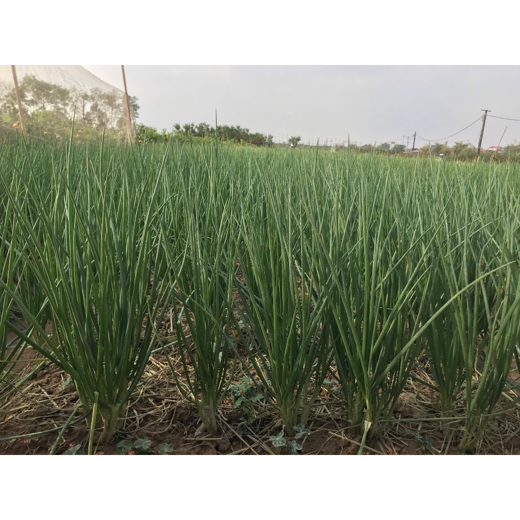 Hạt giống hành hương xanh, hành lá kinh bắc, hành lá xanh chất lượng cao