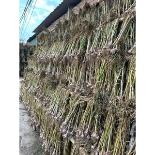 TỎI KINH MÔN HẢI DƯƠNG