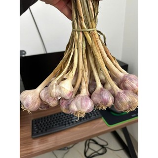 TỎI KINH MÔN HẢI DƯƠNG