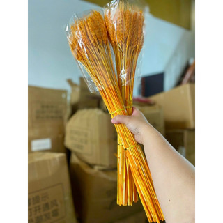 Bó lúa mạch thật phơi khô màu vàng 100 nhánh