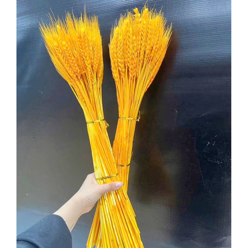Bó lúa mạch thật phơi khô màu vàng 100 nhánh
