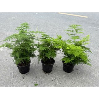Cây thuỷ tùng (cây măng tây) có 2 size nhỏ và lớn kèm chậu theo phân loại