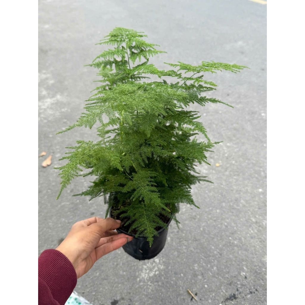 Cây thuỷ tùng (cây măng tây) có 2 size nhỏ và lớn kèm chậu theo phân loại