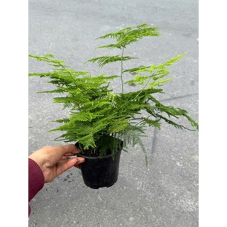 Cây thuỷ tùng (cây măng tây) có 2 size nhỏ và lớn kèm chậu theo phân loại