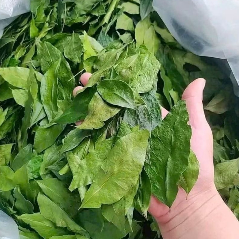 Lá mắc mật sấy lạnh [thơm, xanh, ko cành]
