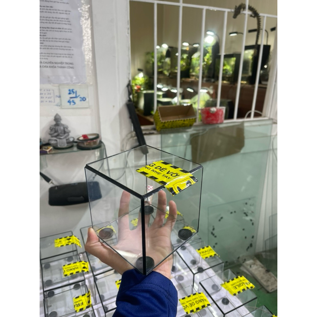 Bể kính 11cm làm terrarium...