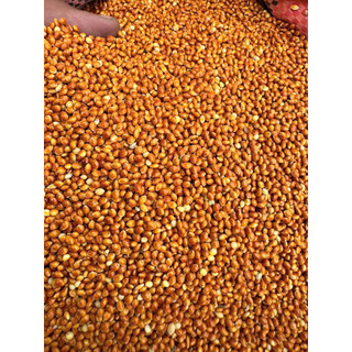 combo 5kg Kê đỏ/ Kê vàng/ Kê trắng/ Kê trộn 4 màu hạt to - dinh dưỡng cho yến phụng, vẹt, cu gáy, bồ câu, hamster…