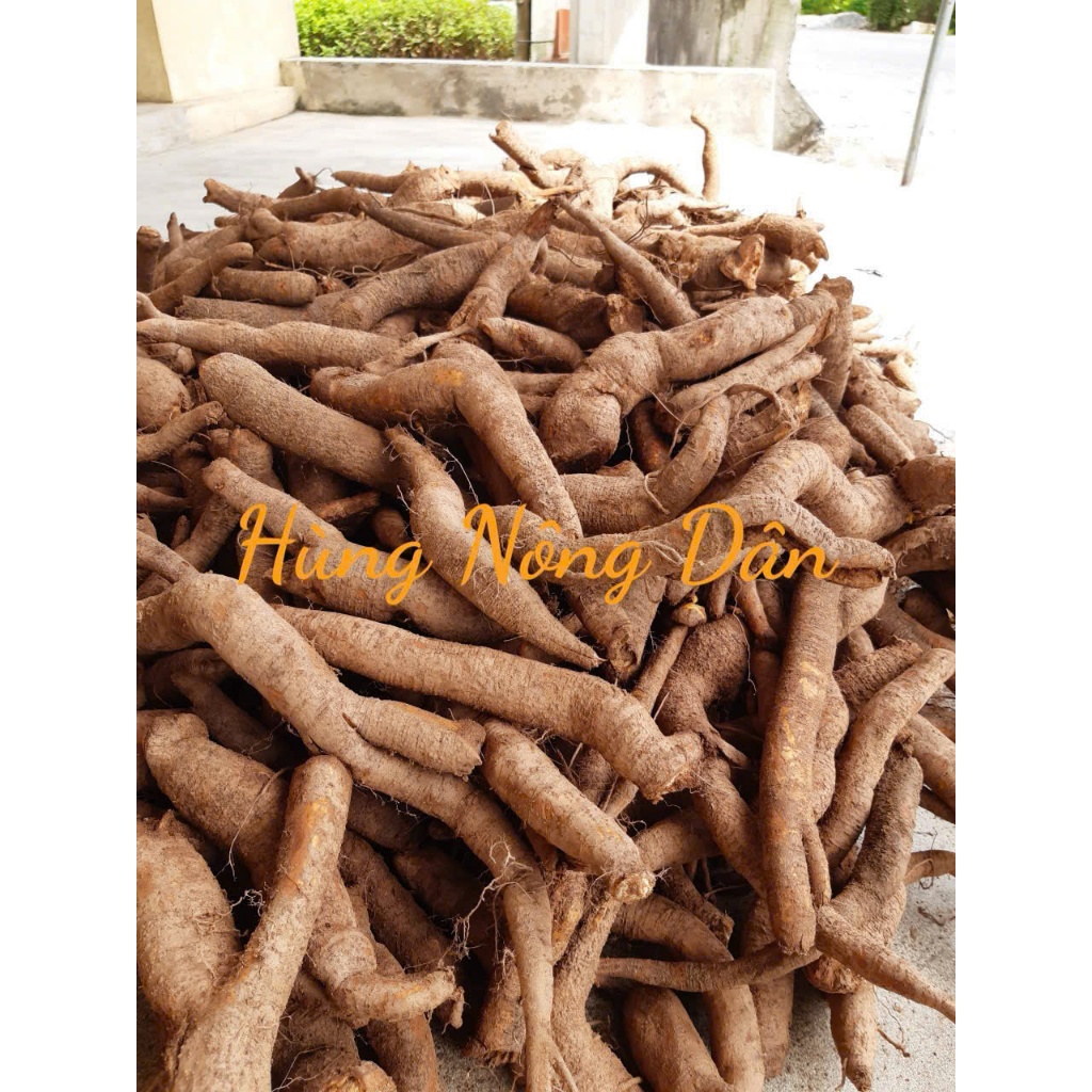 1kg Củ Gai Tươi 100%-Không hóa chất-Sẵn SLL