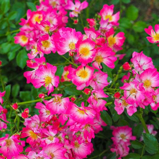 [Nguyên bản] Cây Hoa hồng Pink Drift, hoa chùm và rất sai