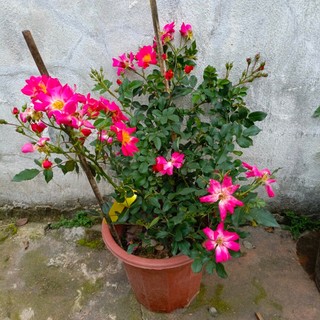 [Nguyên bản] Cây Hoa hồng Pink Drift, hoa chùm và rất sai