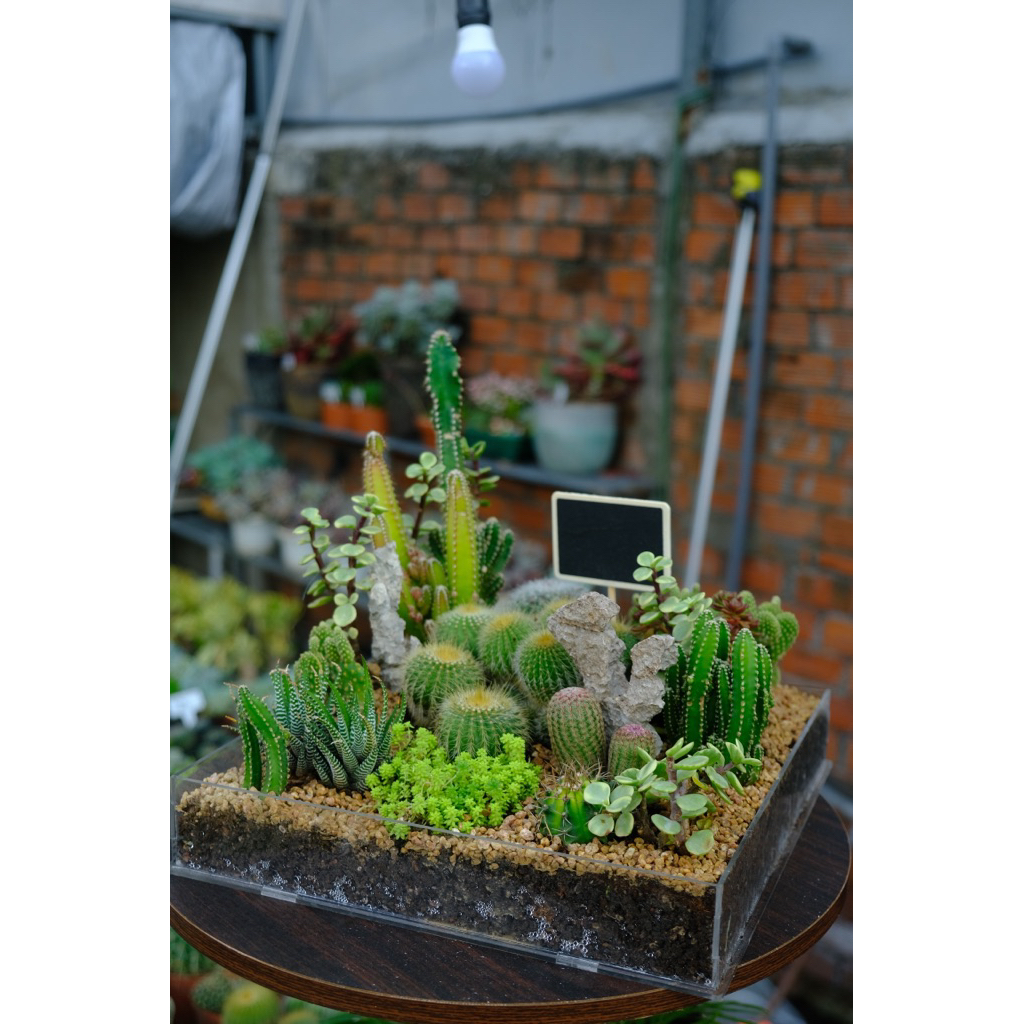 Hộp quà mix chậu mica 30x30x30