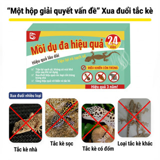 🦎 Thằn lằn chạy hết, nhà bạn yên tâm! 🦎diệt thằn lằn thuốc diệt thằn lằn bả diệt thằn lằn Đuổi hiệu quả cả trong nhà và