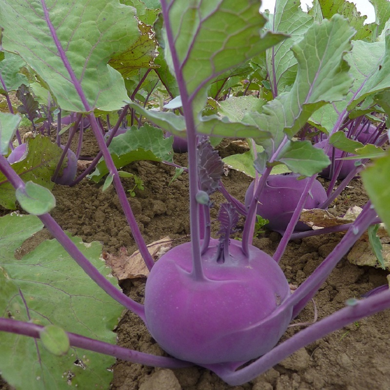 [Hạt giống Hàn Quốc] Gói 50 hạt giống su hào tím Venus ngon dễ trồng