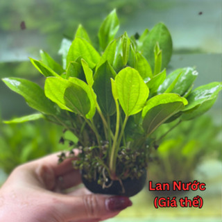 (HỎA TỐC HCM) Lan Nước Có Chậu, Giá Thể Cây Cắt Cắm Cho Hồ Cá, Bể Cá Dễ Chăm Sóc, Không Cần CO2 [10-12 Cây/Chậu]