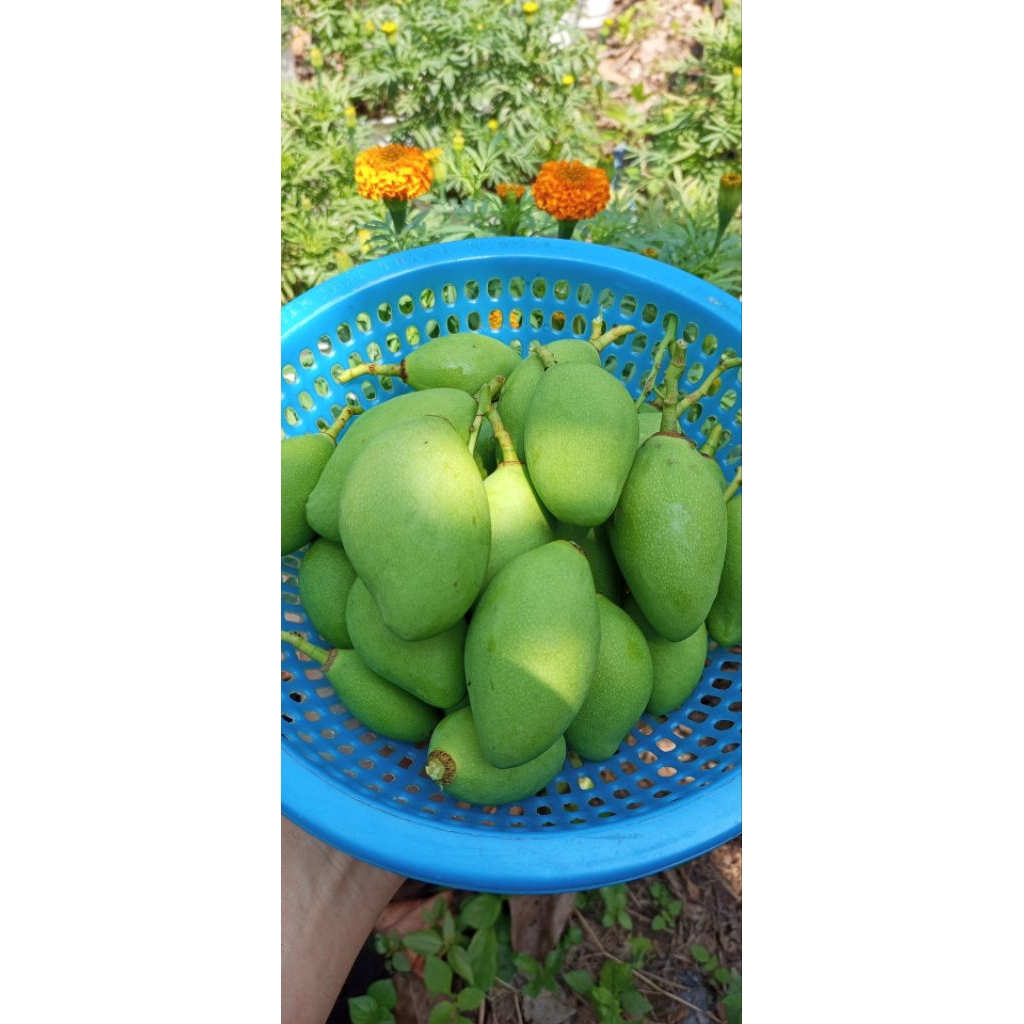 1kg Xoài Non nhà trồng có đơn mới thu hoạch