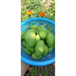 1kg Xoài Non nhà trồng có đơn mới thu hoạch