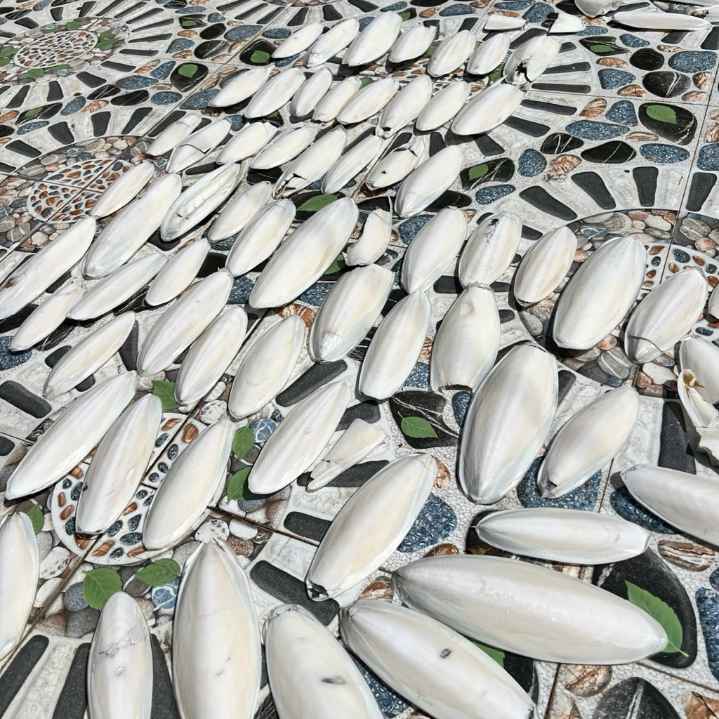 Nang mực / Mai mực cho chim vẹt, nhồng ,cưỡng, bò sát, chim cảnh