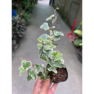 Cây thường xuân lá xanh, lá var
