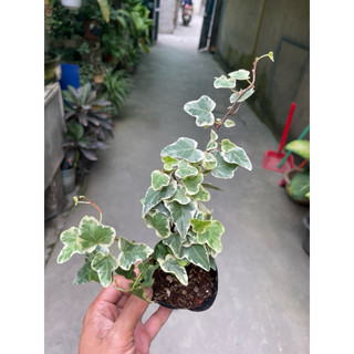 Cây thường xuân lá xanh, lá var