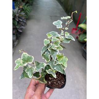 Cây thường xuân lá xanh, lá var