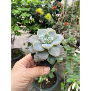 Sen đá size bầu