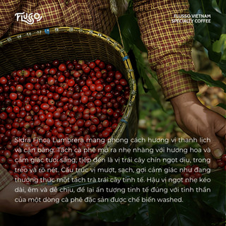 Cà Phê Specialty Colombia Sidra Finca Lumbrera Washed