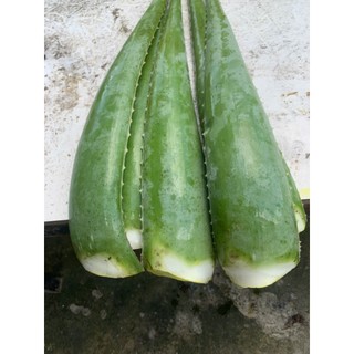 Farm nha đam Mỹ tại Long An