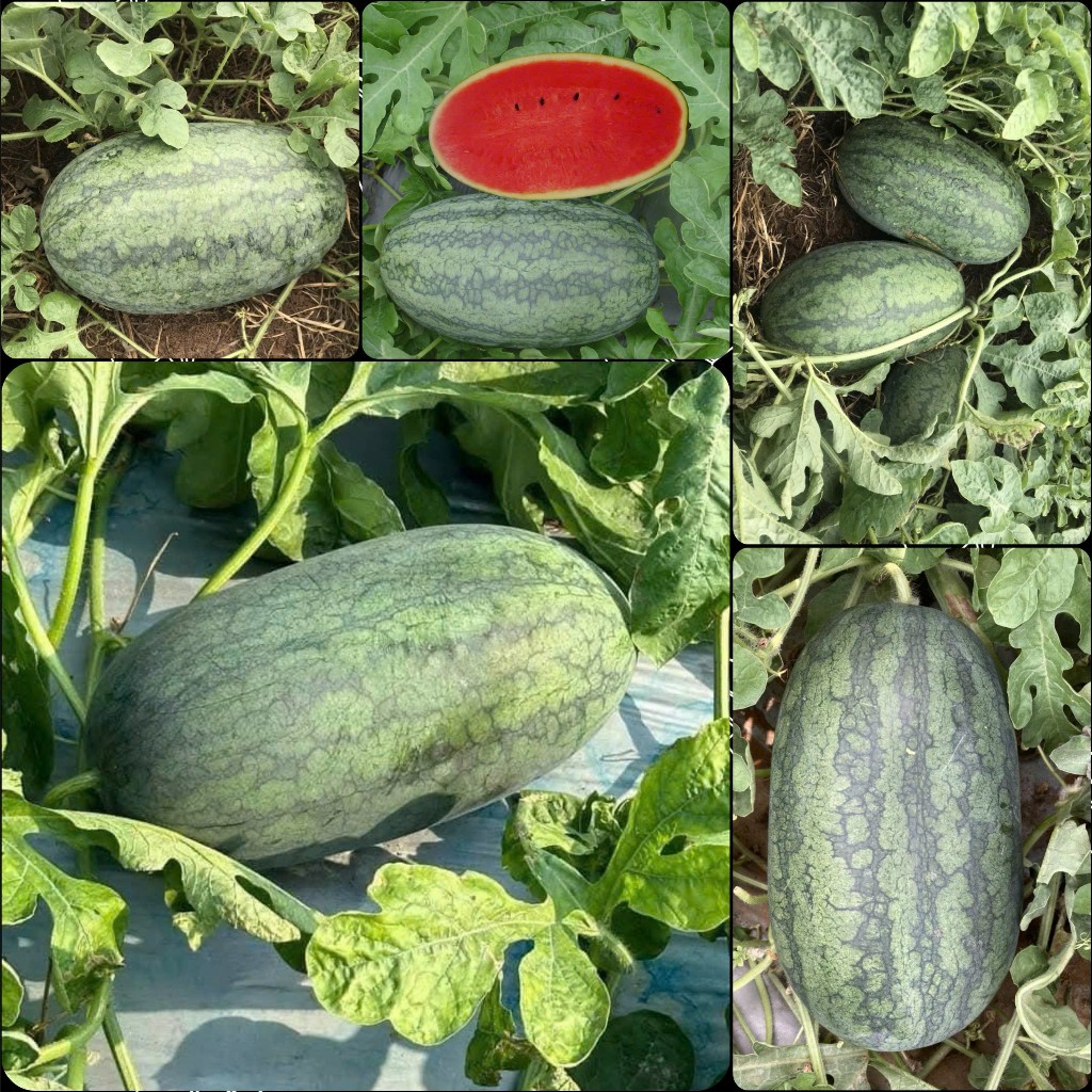 20 Hạt - Hạt giống Dưa Hấu Lai F1 Fancy 222, dễ trồng, năng xuất cao, kháng sâu bệnh tốt